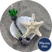 8442 - Starfish and Shell - Magnet